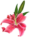 Lily_Pink_Flower_PNG_Clipart-167.png