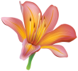 Lily_Flower_PNG_Clipart-166.png