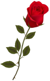 Beautiful_Stem_Red_Rose_PNG_Clipart-165.png