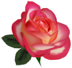 Beautiful_Rose_PNG_Clipart_Image-164.png