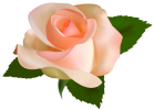 Beautiful_Rose_PNG_Clipart-163.png