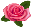 Beautiful_Pink_Rose_PNG_Clipart-161.png