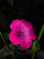 IMG_3281.jpg