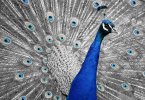 peacock-animal-bird-feather-192543.jpg