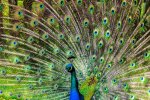 peacock-pen-alluring-yet-lure-65894.jpg