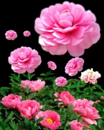159.webp