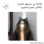 FB_IMG_1630830945323.webp