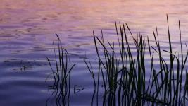 water_waves_grass_219590_3840x2160.webp