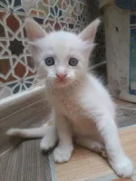 FB_IMG_16378531532306736.webp