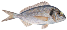 seabream.png