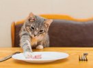 ماذا-تأكل-القطط.jpg