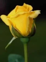 ورد-13.webp