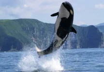 images (1).webp images (1).webp
