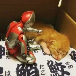 FB_IMG_16616300500452980.jpg