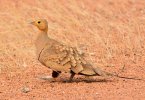 800px-Sandgrouse_-_Male.jpg