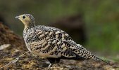 800px-Sandgrouse.jpg