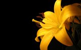 00700_yellowlilly_1680x1050.jpg