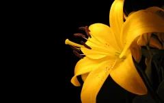 00700_yellowlilly_1680x1050.webp