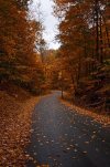 A lovely seasonal road covered in leaves near Skaneateles Lake, upstate New York.jpeg