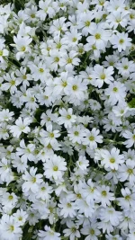 b21be0049b69757ffe12cf59320c1e87.webp