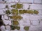 1280px-Mossy_Wall.JPG