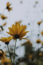 1675038851042.webp