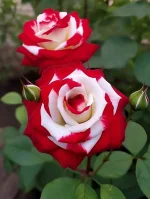 5e5cc6de70b7116f4138d2c0979e6a18.webp