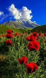 06053d8a8983075449d2ad79255bf8fb.webp