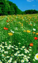 690d095fff2303ce66dbd3264c4544a7.webp