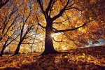 1227_autumn-leaves-royalty-free-image-1594753784.jpg