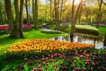 bigstock-Keukenhof-flower-garden-with-b-273512215-1024x683-1.jpg