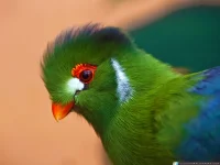 colorful-bird_1600x1200.webp