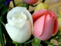 368egjlmnopr.webp