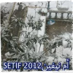 samp01c94fb6b43d4352.webp