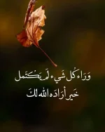 FB_IMG_1699653355467.webp