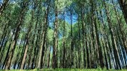 Netarhat-Pine-Forest-2.jpg