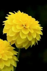 d096a6d39e9dd80e38975cff8d8585ea.webp