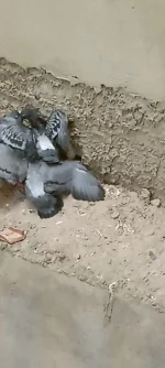 Screenshot_2024-06-28-19-27-11-952_com.miui.videoplayer.webp
