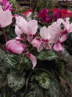 20241104_190238.webp