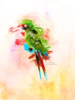 Parrot-1.webp