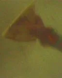 IMG0273A.webp
