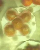 IMG0317A.webp