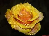 images (10).webp