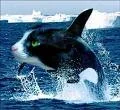 images[11].webp