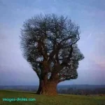 arbre-tete[1].webp