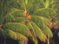 68042.webp