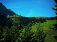 C0000338.webp