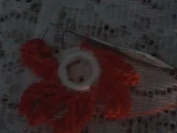 Photo0296.webp