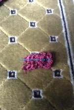 Photo1000.webp
