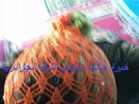 Photo0420.webp